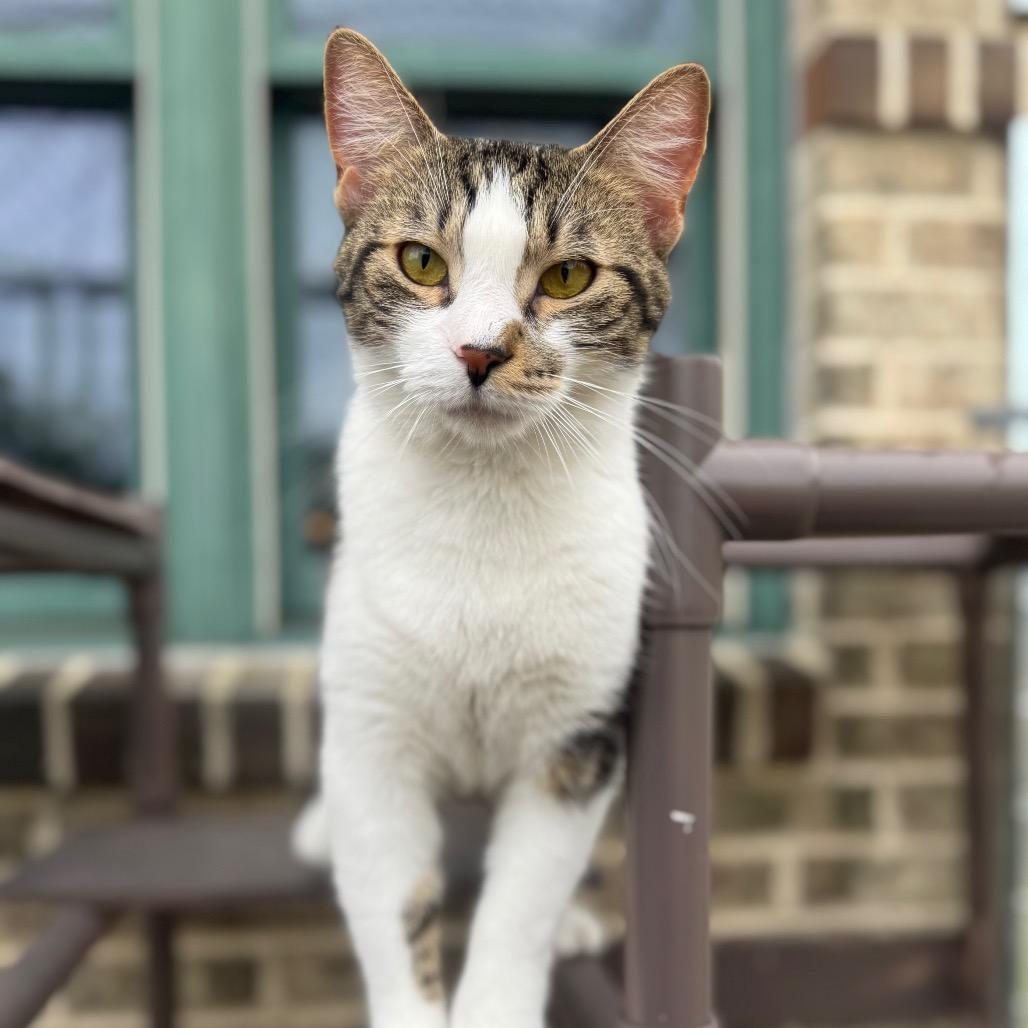 Enlarge Gus, a Adoptable American Bobtail in Easton, PA image 6/6