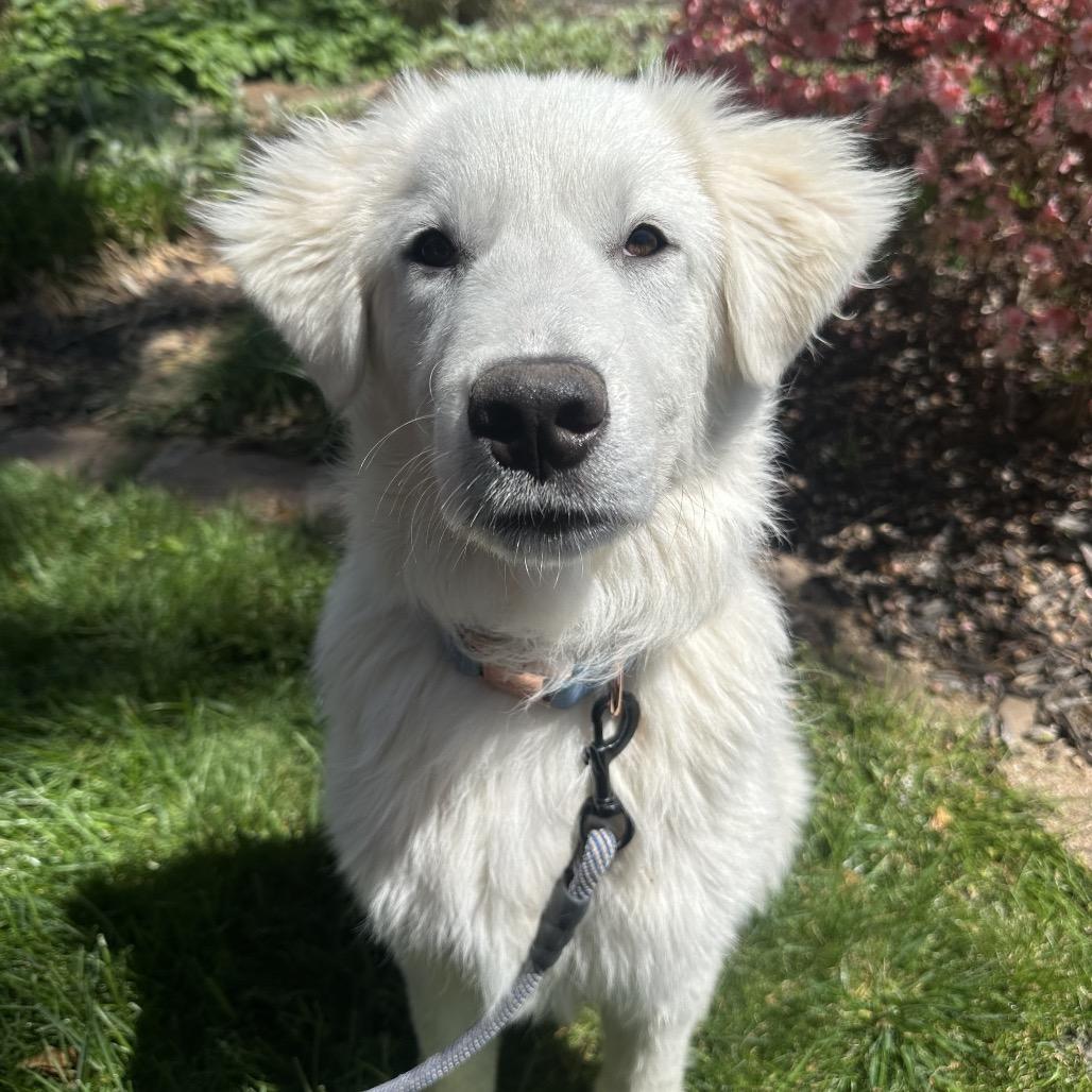Enlarge Rex, a Adoptable Great Pyrenees in St. Clair, MO image 1/6