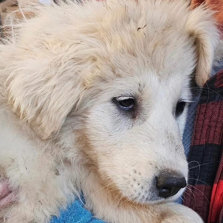 Enlarge Rex, a Adoptable Great Pyrenees in St. Clair, MO image 1/2