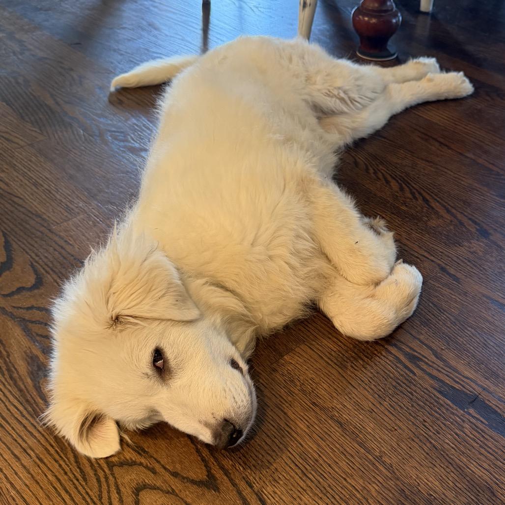 Enlarge Rex, a Adoptable Great Pyrenees in St. Clair, MO image 2/6