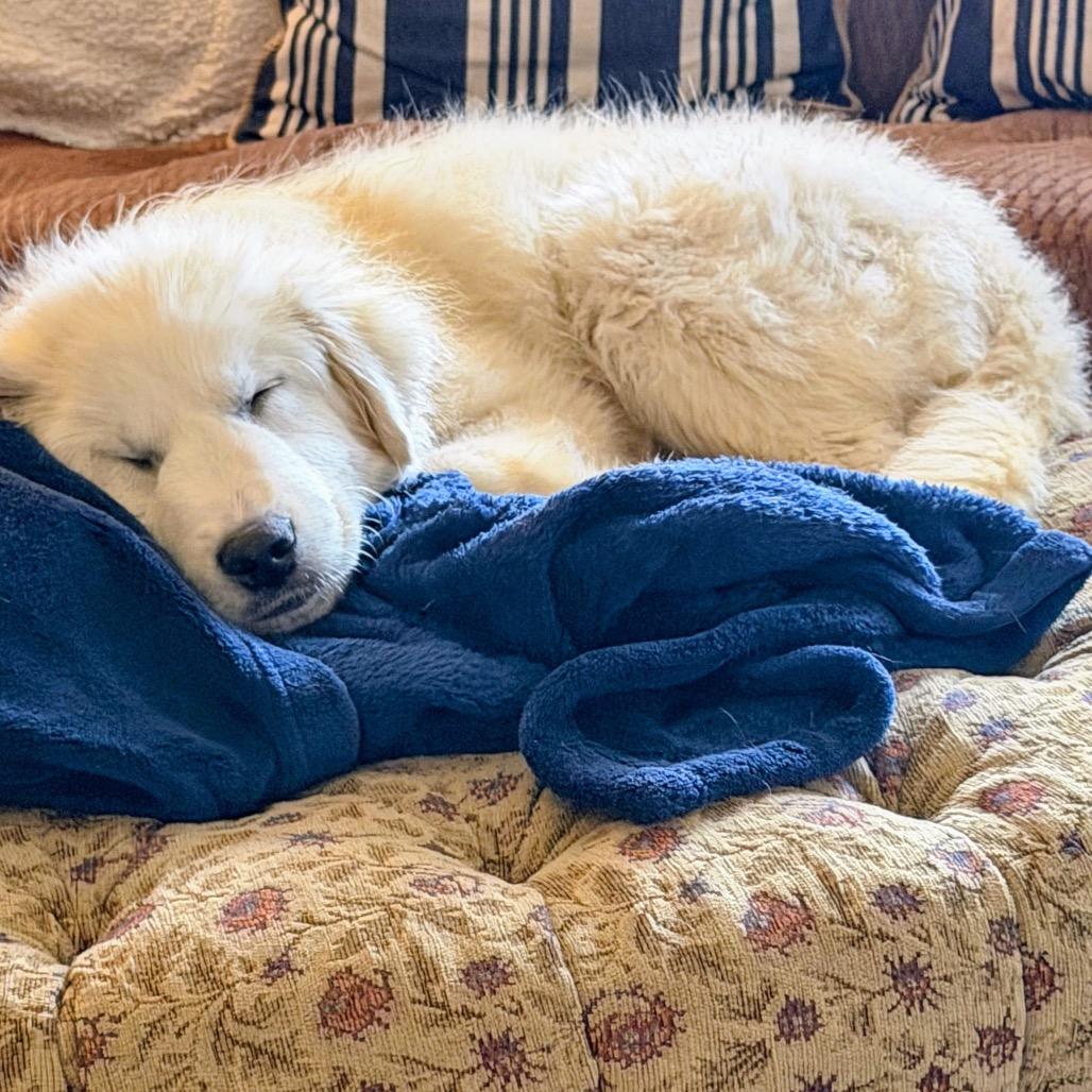 Enlarge Rex, a Adoptable Great Pyrenees in St. Clair, MO image 3/6