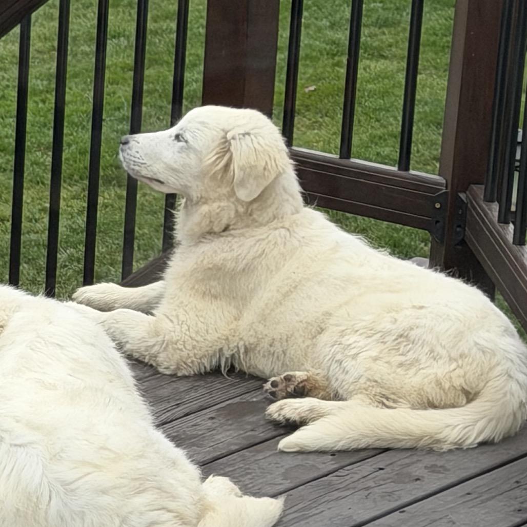 Enlarge Rex, a Adoptable Great Pyrenees in St. Clair, MO image 4/6
