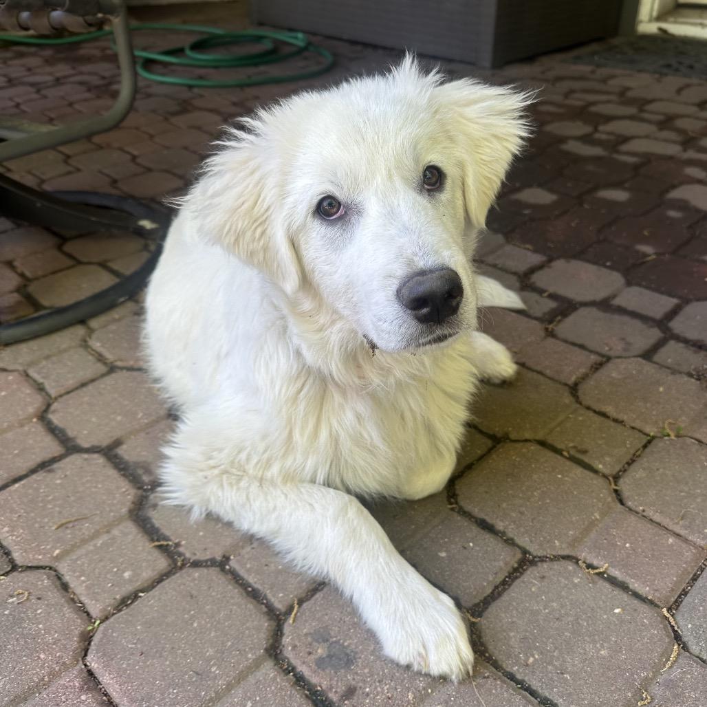 Enlarge Rex, a Adoptable Great Pyrenees in St. Clair, MO image 5/6
