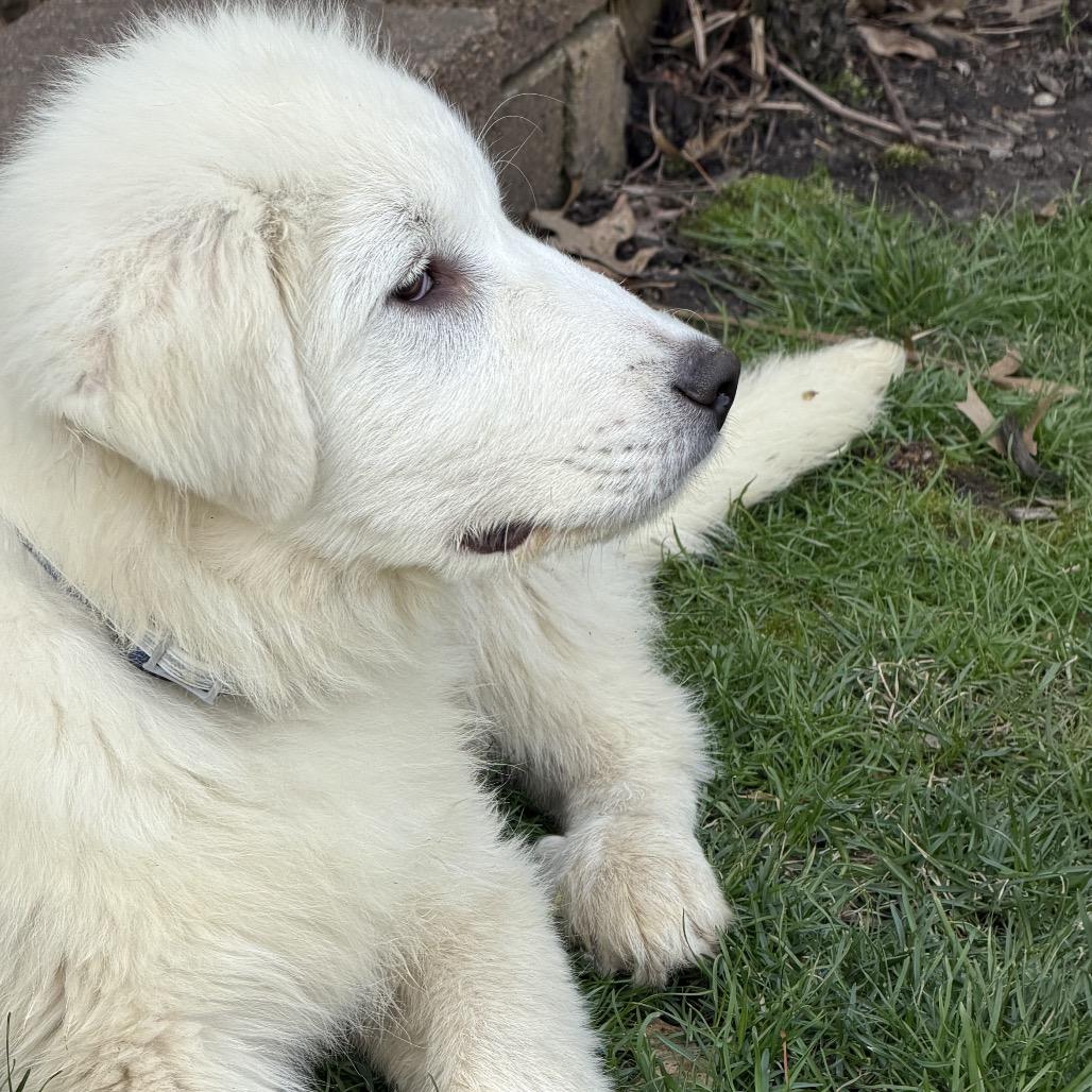 Enlarge Rex, a Adoptable Great Pyrenees in St. Clair, MO image 2/2