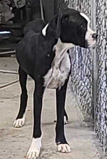 Momoko, Adopted, Adult Female Boxer.