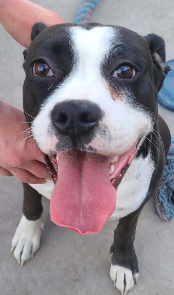 Enlarge Momoko, a Adopted Boxer in Fort Stockton, TX image 2/2