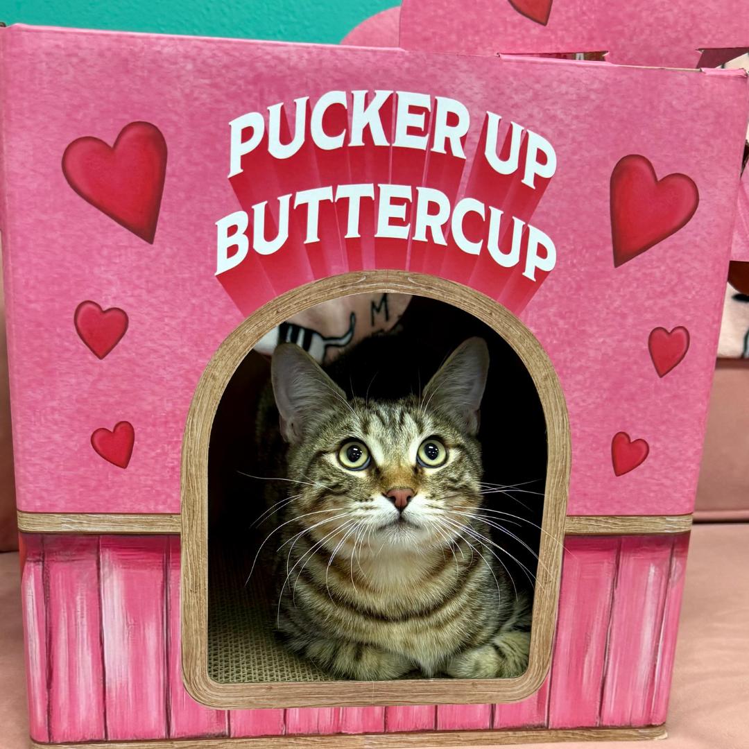 Kenny, Adoptable, Young Male Tabby & Domestic Short Hair.
