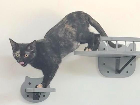 Enlarge Smudge, an adopted mixed breed in Houston, TX image 2/3