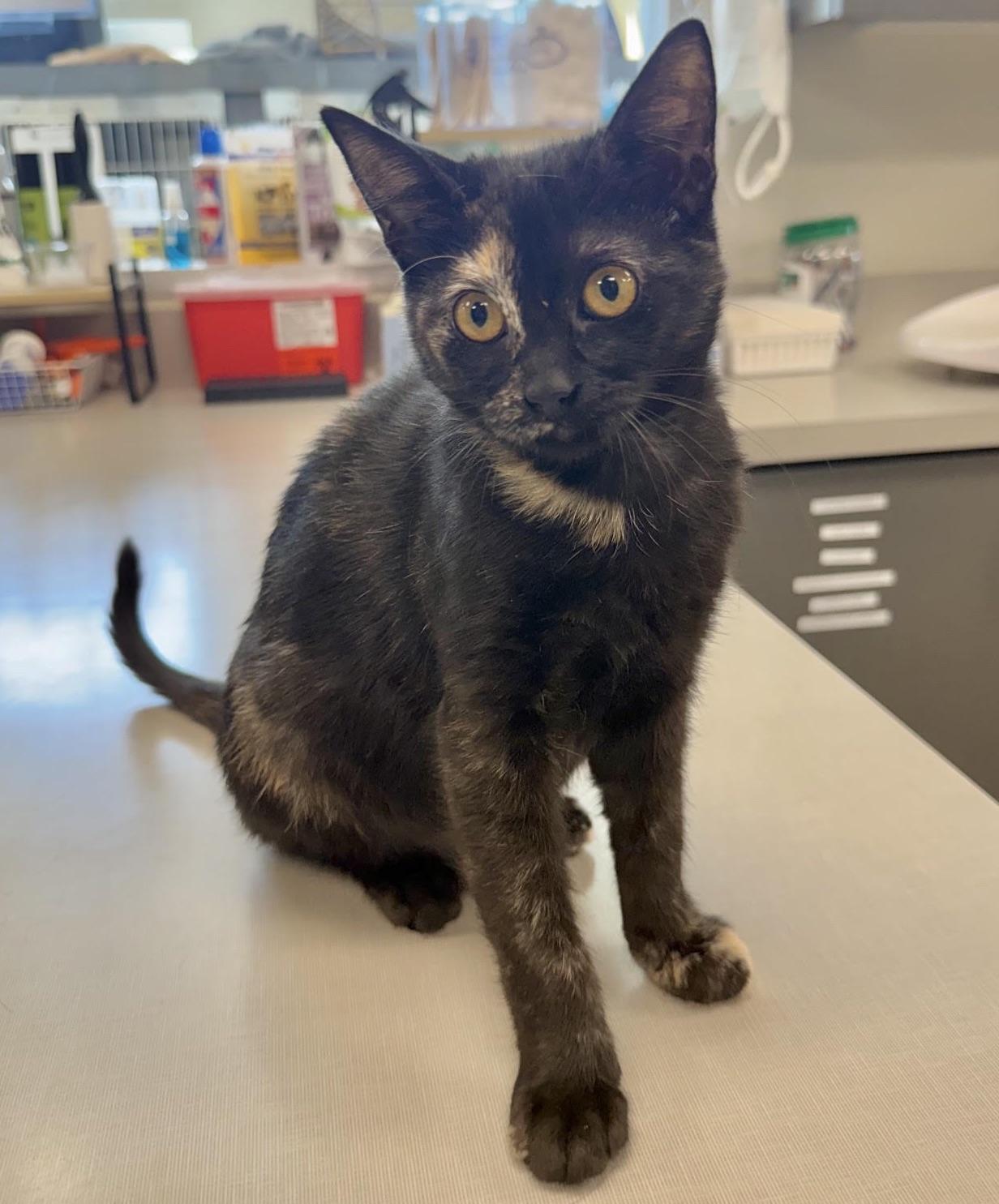 Smudge, adopted, Kitten Female Domestic Short Hair & Tortoiseshell.