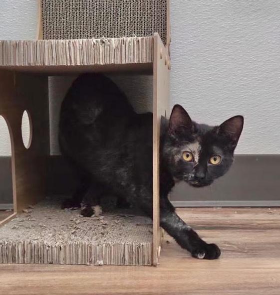 Enlarge Smudge, an adopted mixed breed in Houston, TX image 3/3