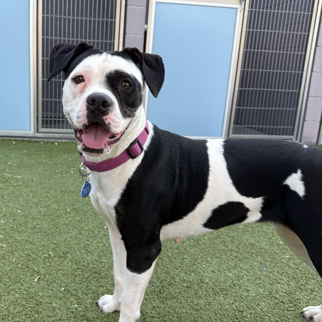 Chaquita 2, Adoptable, Adult Female American Bulldog & Boxer.