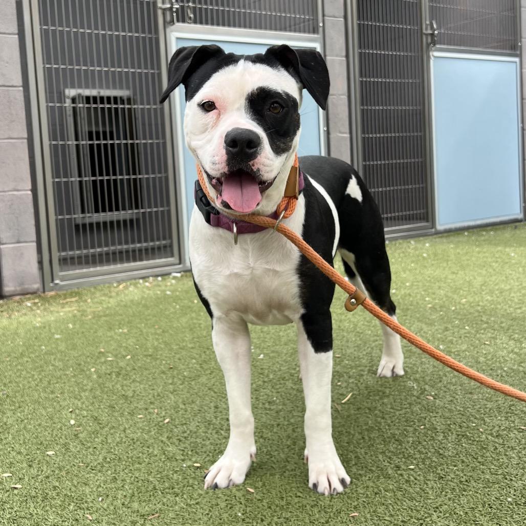 Enlarge Chaquita 2, a Adoptable mixed breed in Apache Junction, AZ image 2/4