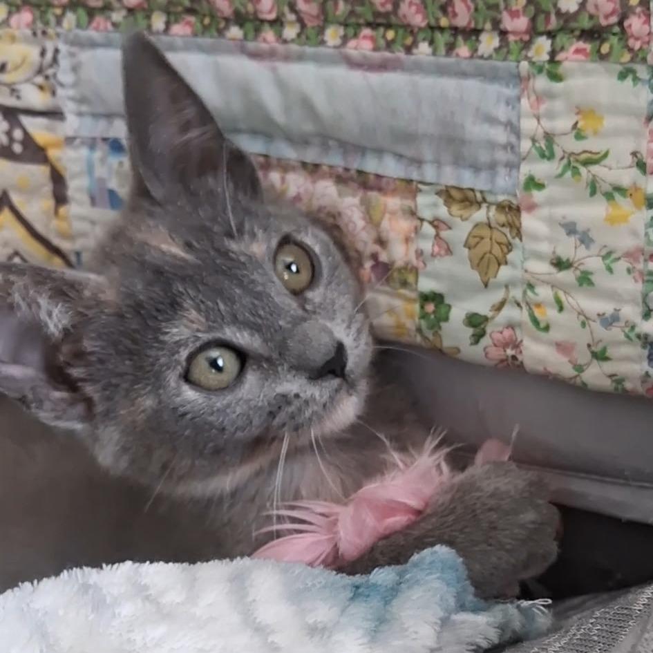 Mouse, Adoptable, Kitten Female Domestic Short Hair.