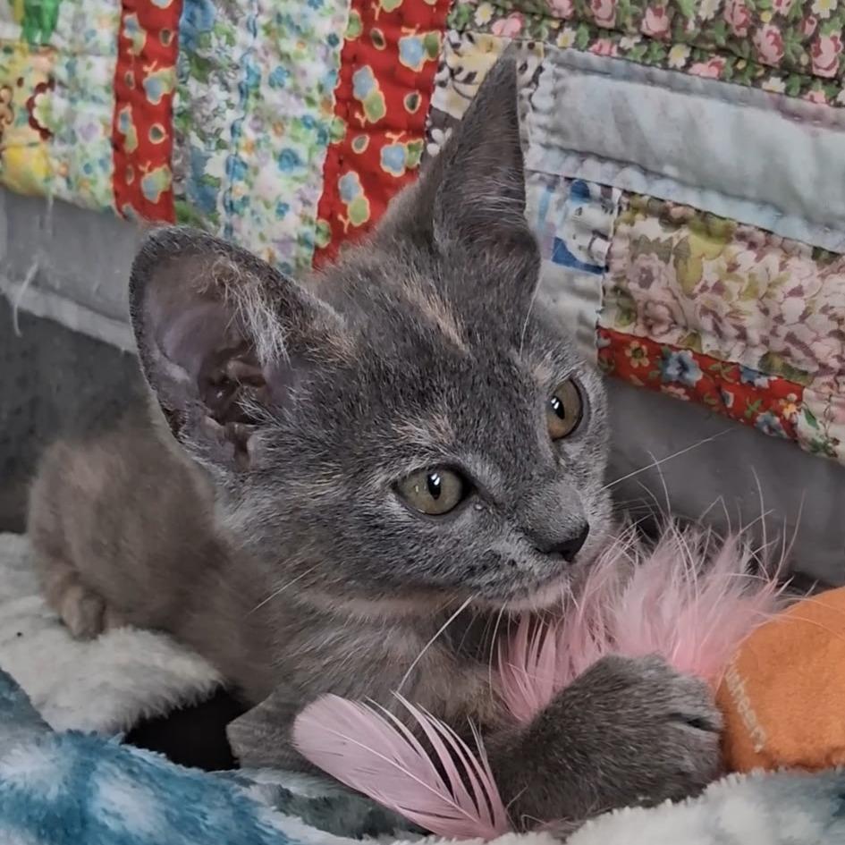 Enlarge Mouse, a Adoptable Domestic Short Hair in Calimesa, CA image 2/2