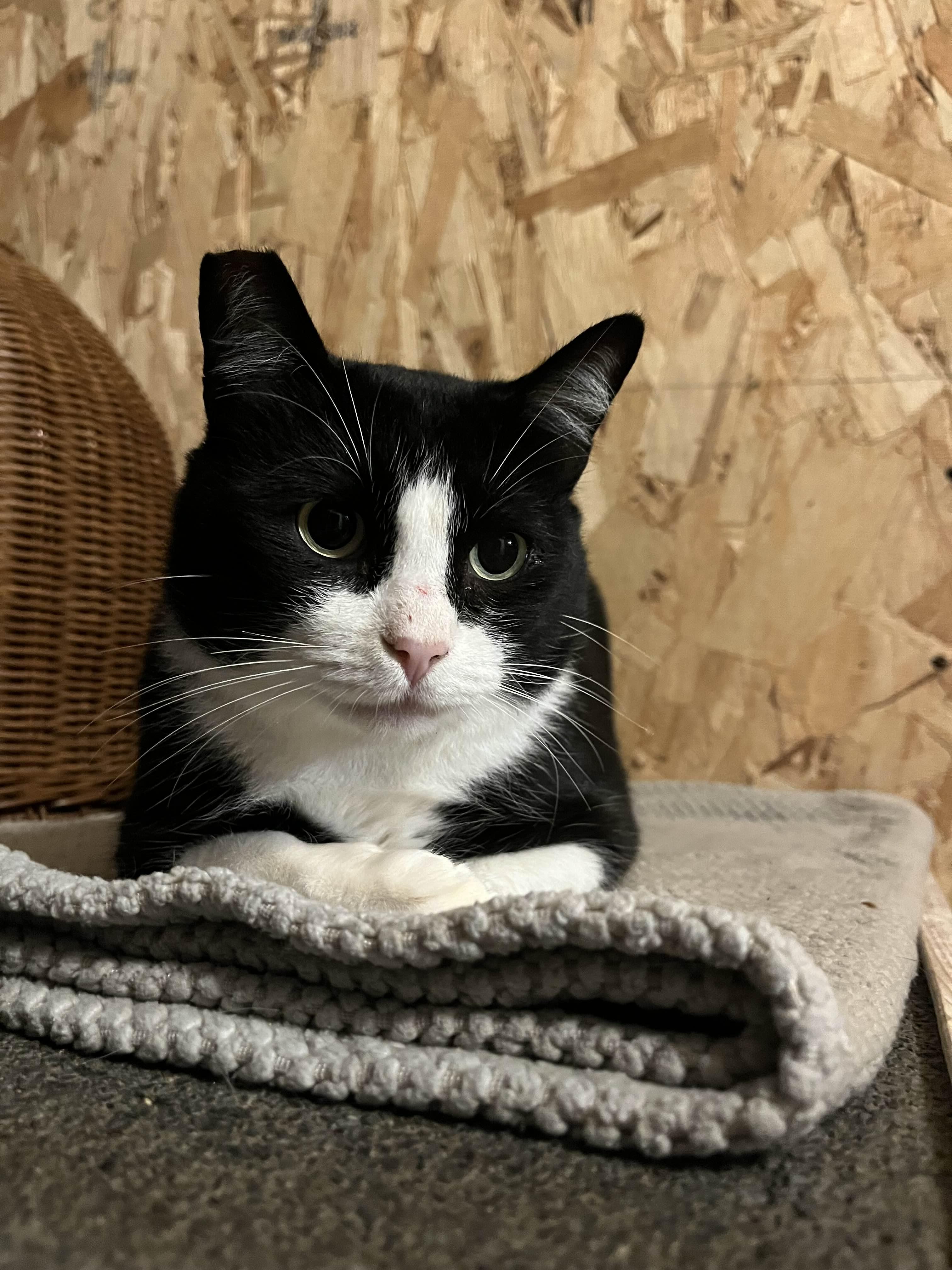 Freddy Krueger, Adoptable, Adult Male Domestic Short Hair.