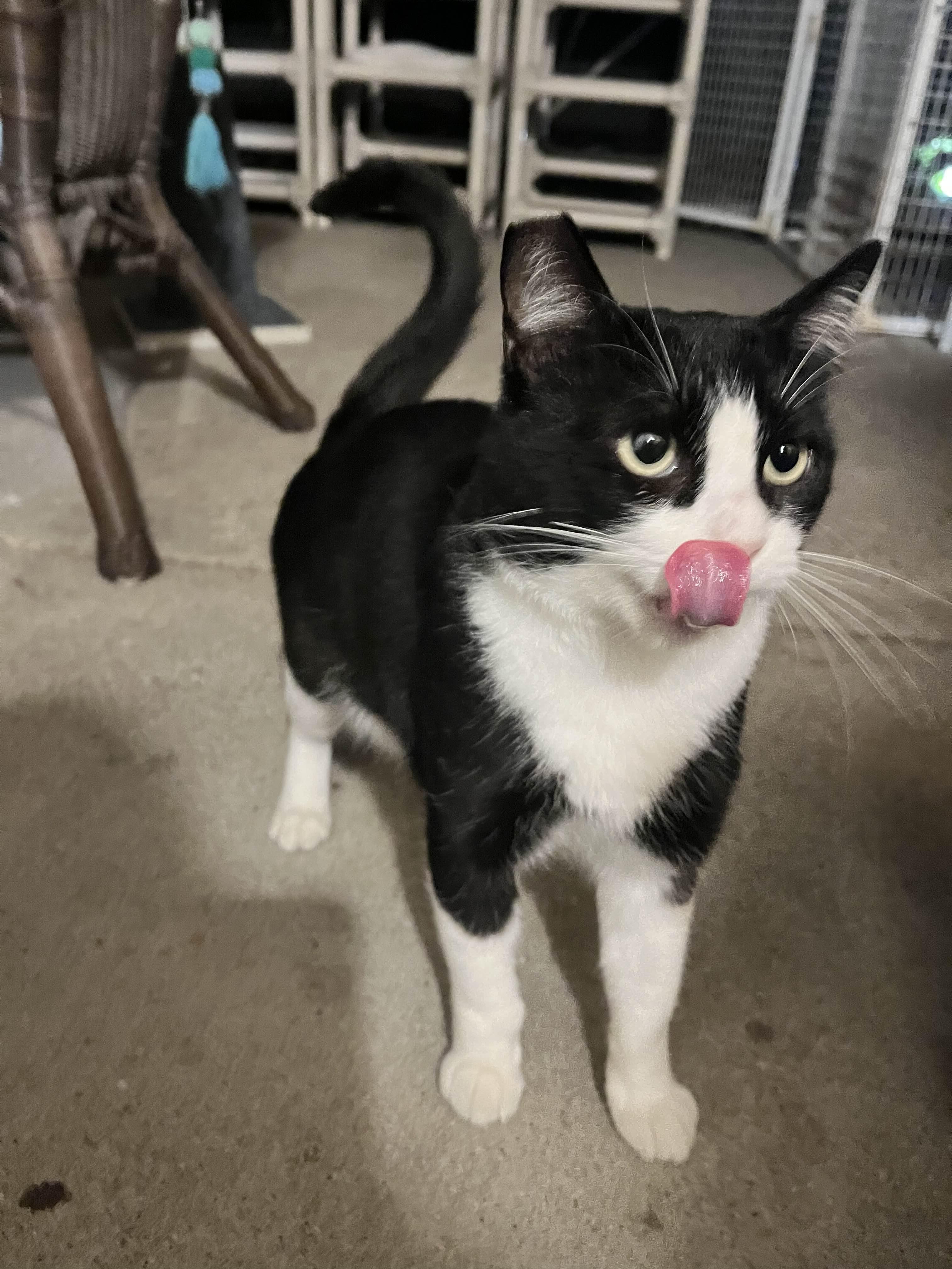 Freddy Krueger, a Adoptable Domestic Short Hair in San Luis Obispo, CA image 2/4