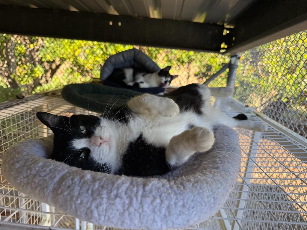 Freddy Krueger, a Adoptable Domestic Short Hair in San Luis Obispo, CA image 3/4