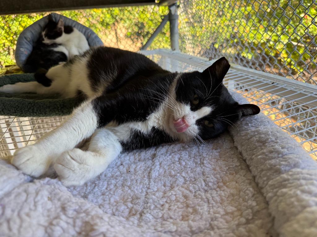 Freddy Krueger, a Adoptable Domestic Short Hair in San Luis Obispo, CA image 4/4