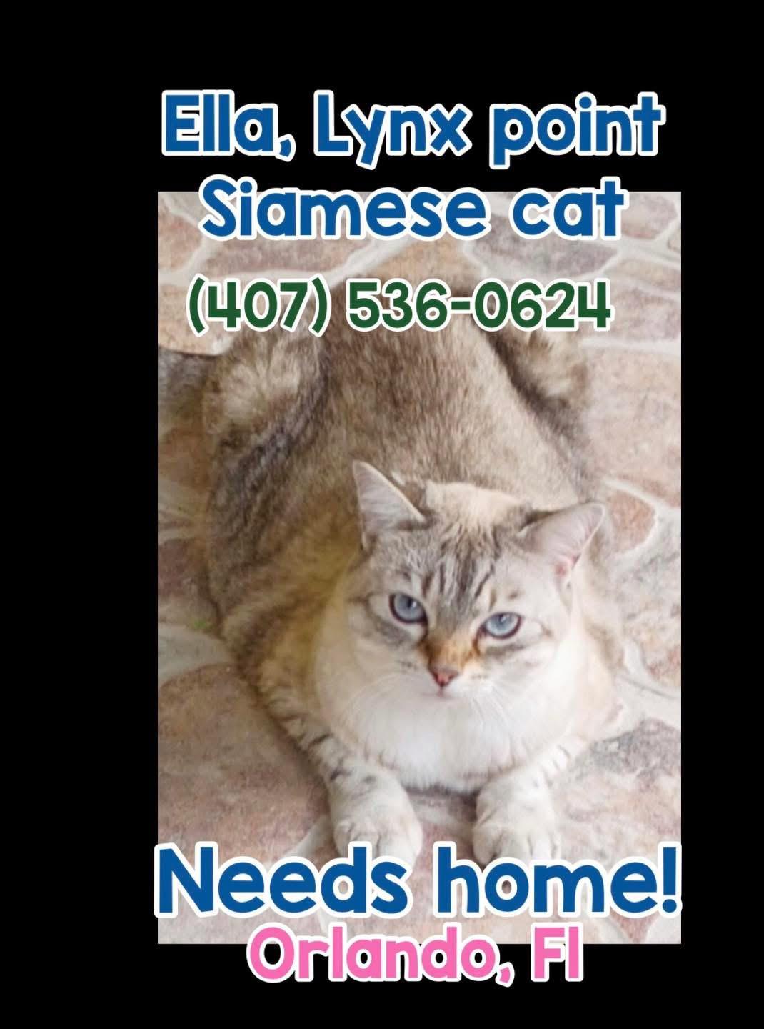 Ella (Lynx point Siamese) VIDEO, ADOPTABLE, Adult Female Siamese.