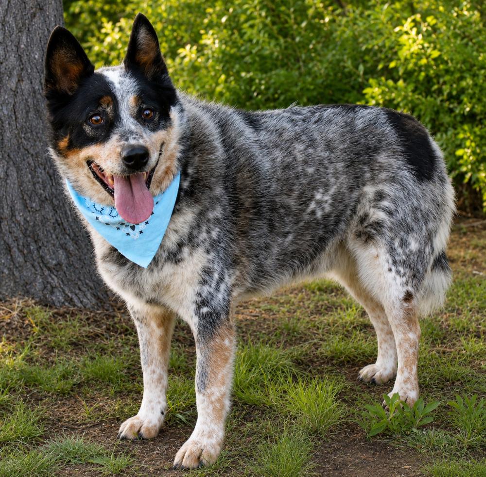 Blue, adopted, Adult Male Cattle Dog.