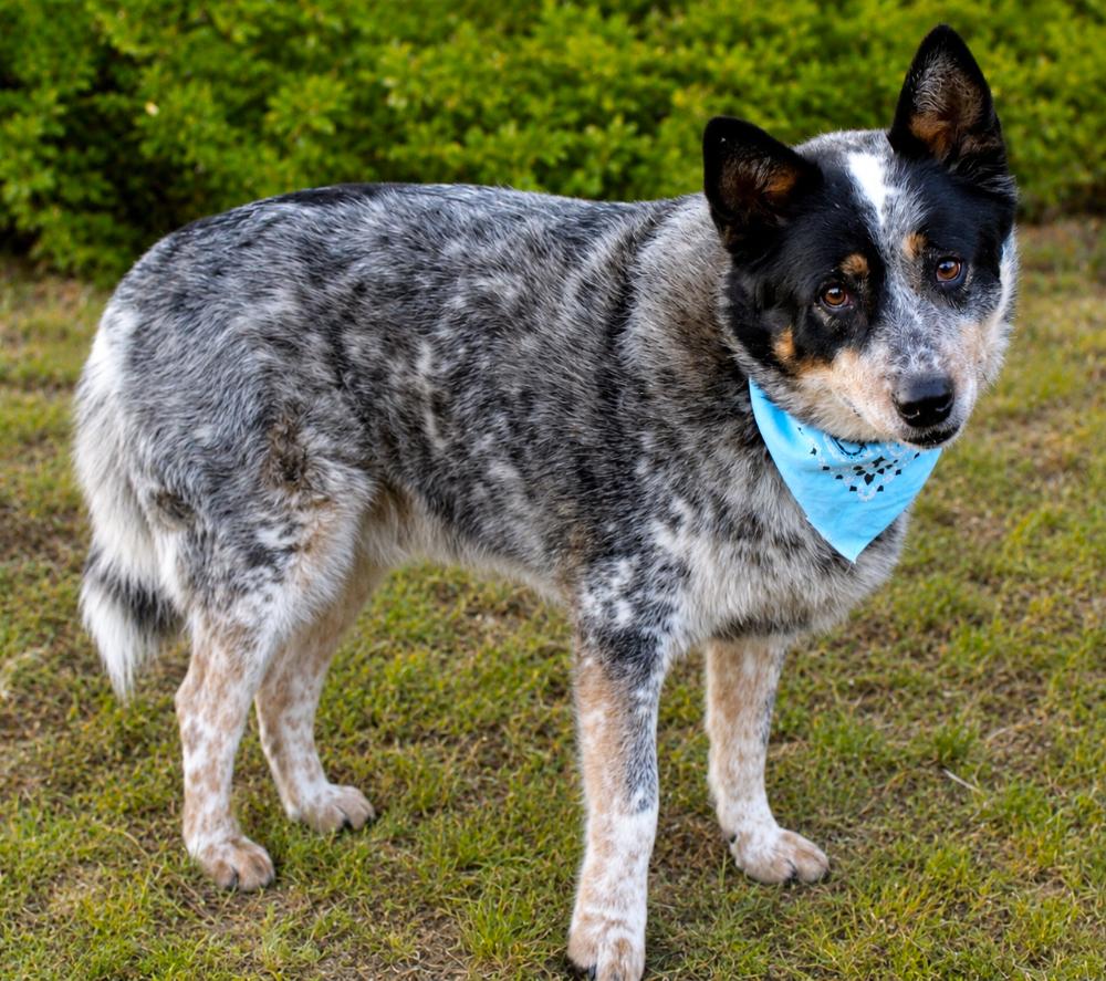 Blue, an adopted mixed breed in Cheboygan, MI image 3/6