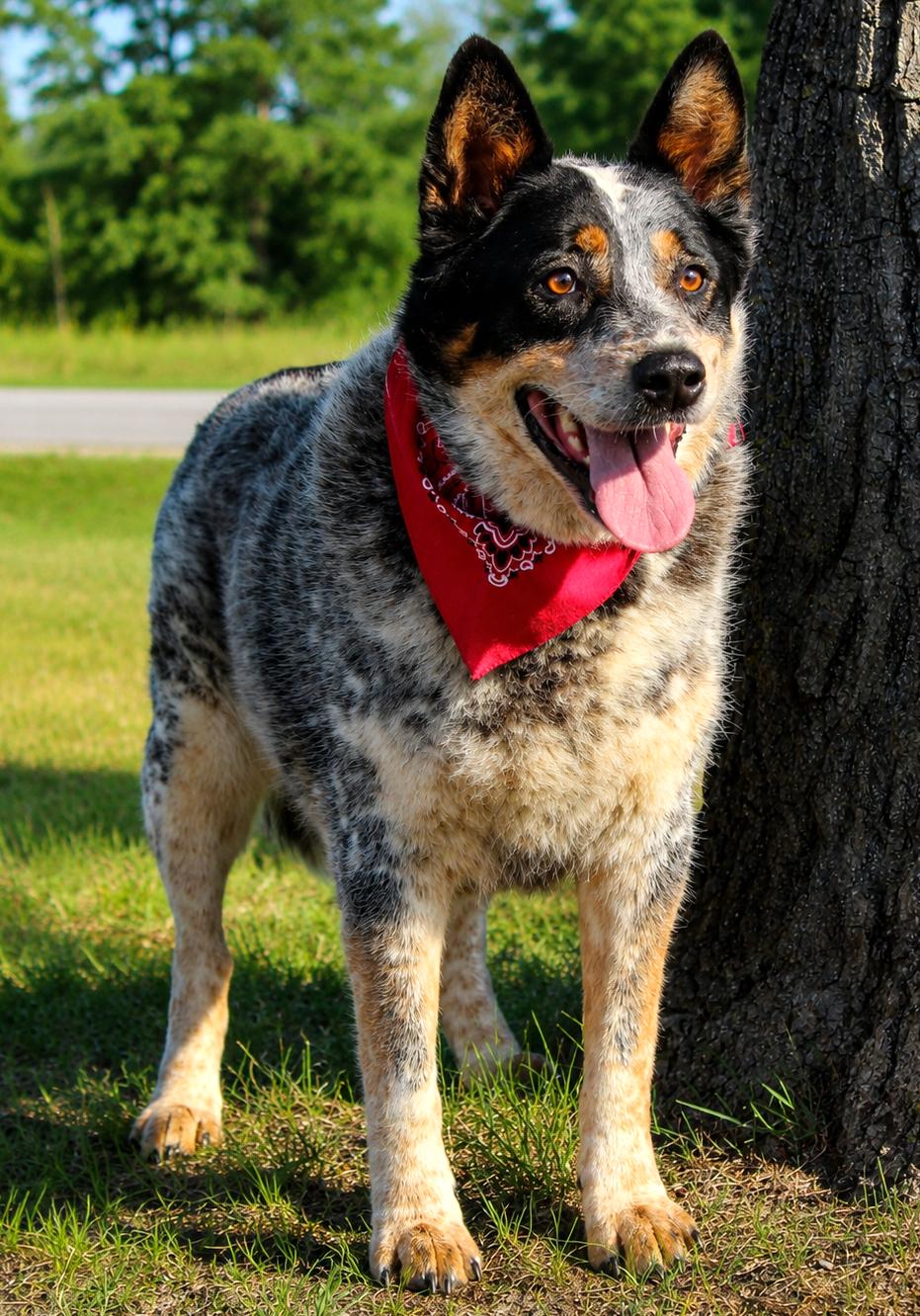 Blue, an adopted mixed breed in Cheboygan, MI image 2/6