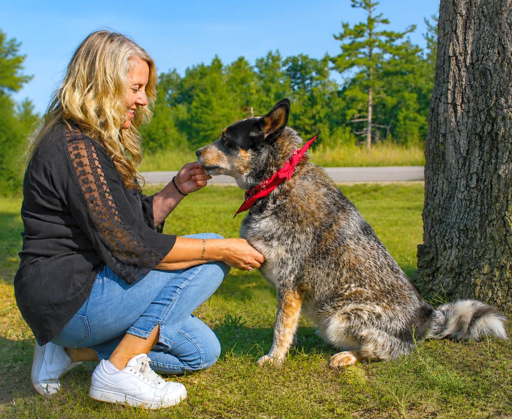 Blue, an adopted mixed breed in Cheboygan, MI image 6/6