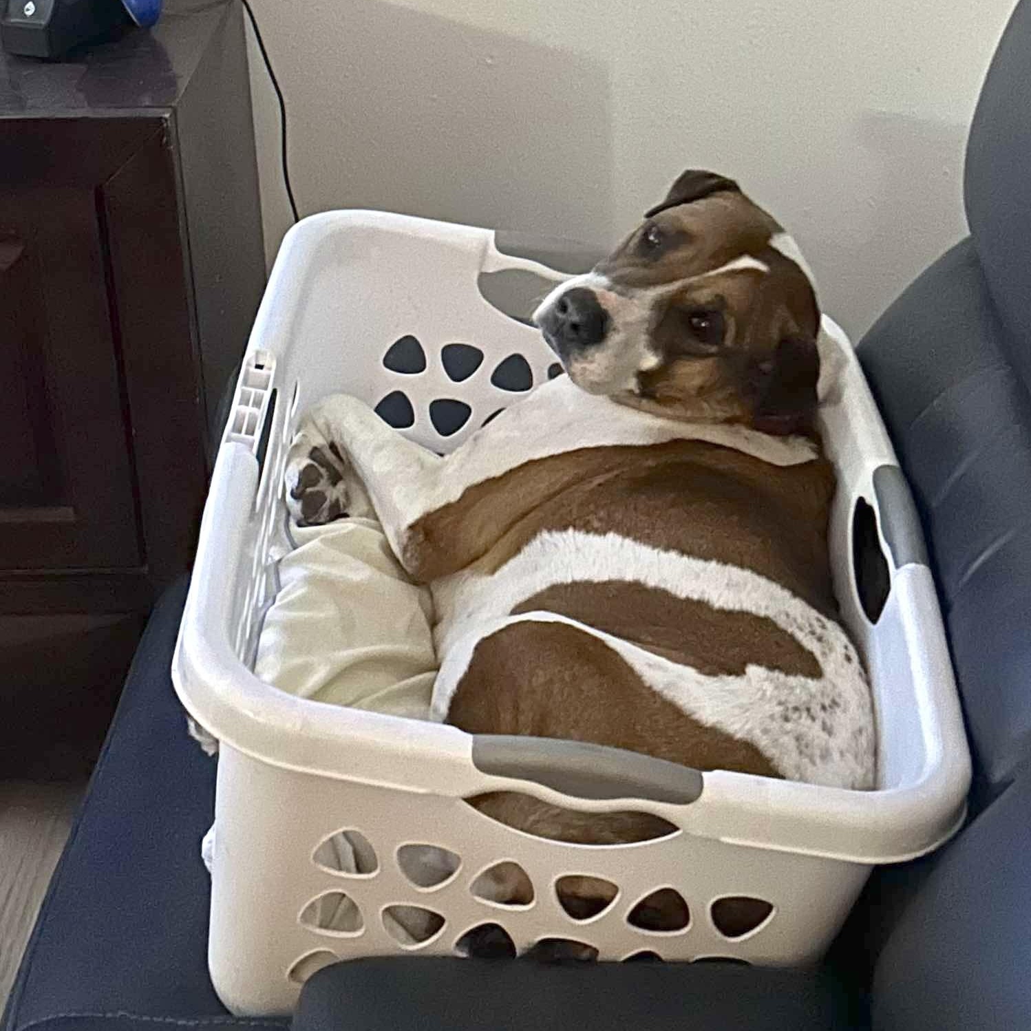 Paula, Adoptable, Adult Female Hound.