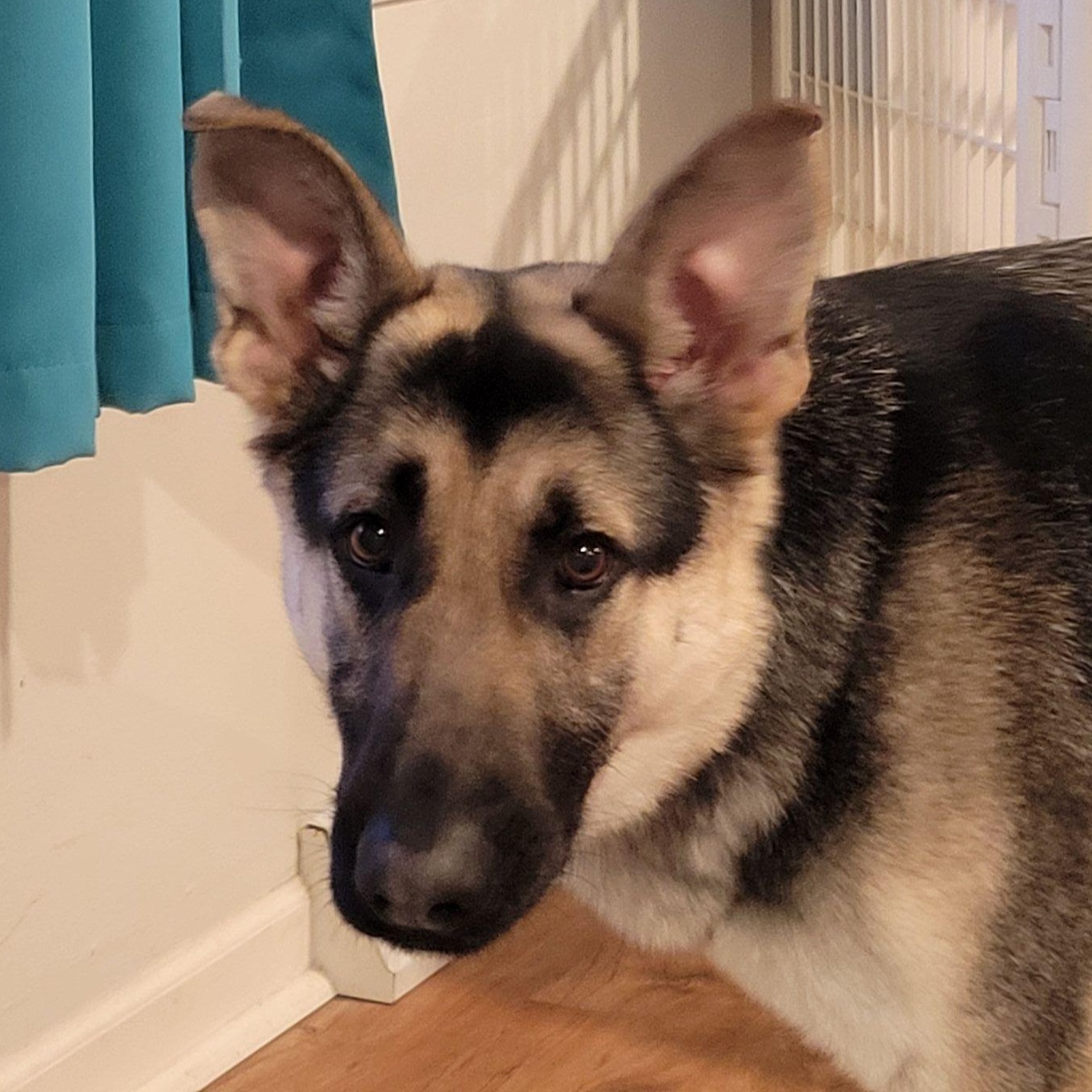 Enlarge Paradise, a ADOPTABLE German Shepherd Dog in Racine, WI image 3/3