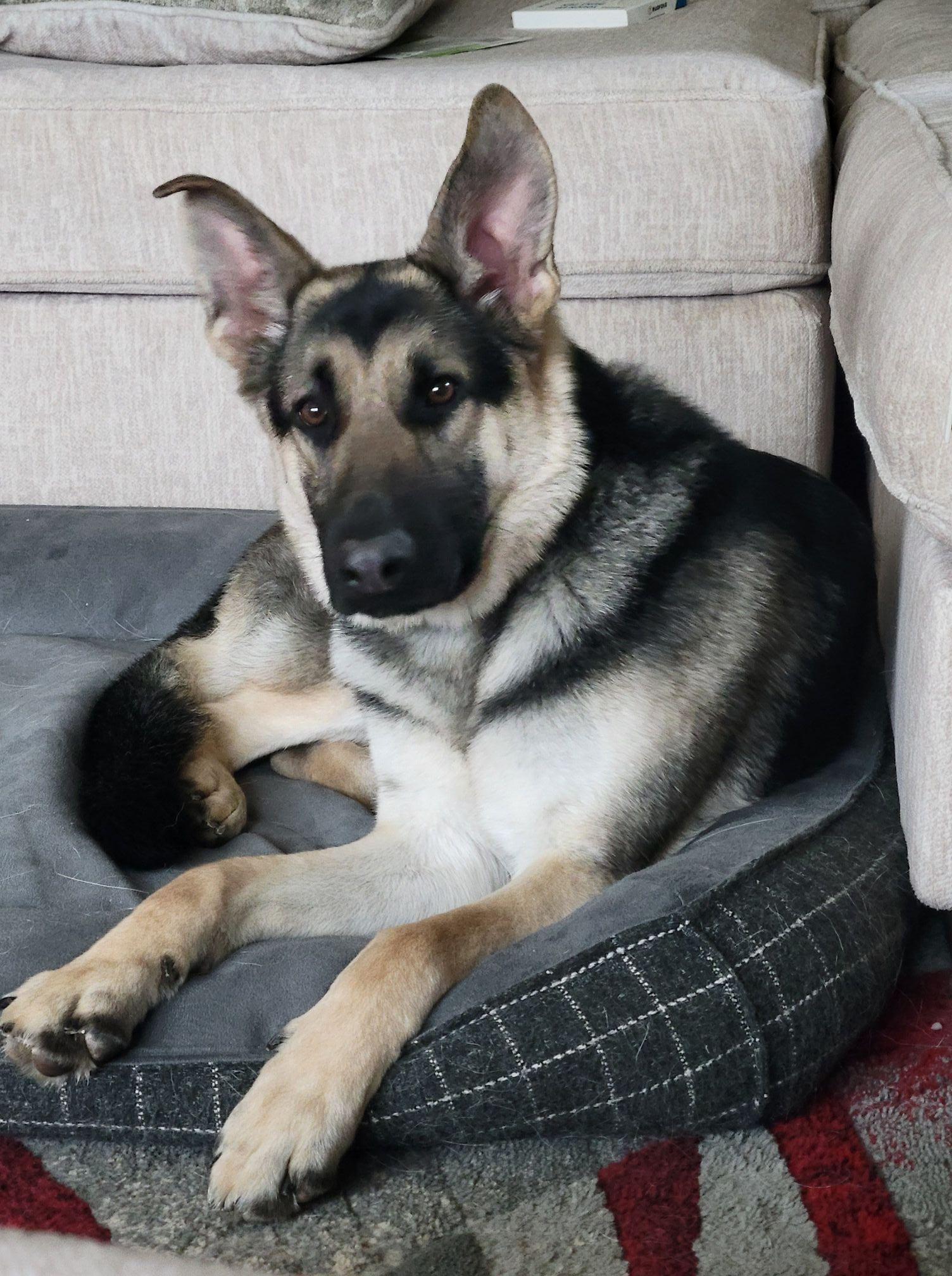 Enlarge Paradise, a ADOPTABLE German Shepherd Dog in Racine, WI image 1/3