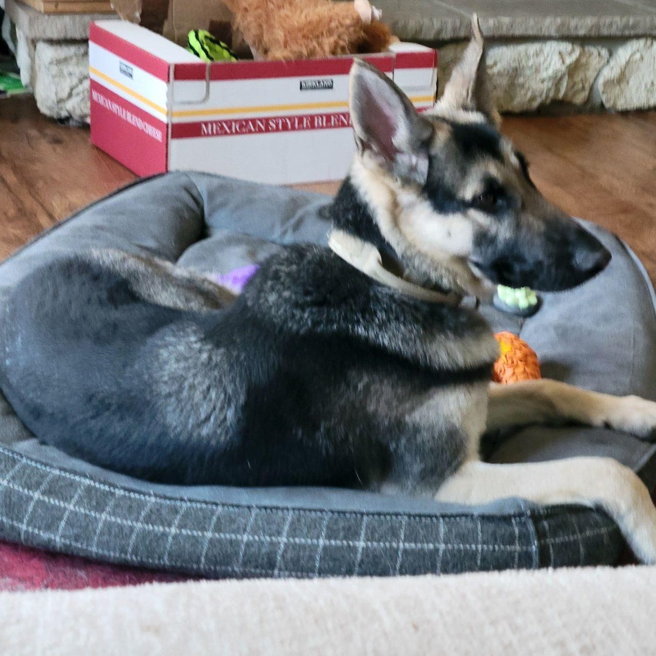 Enlarge Paradise, a ADOPTABLE German Shepherd Dog in Racine, WI image 2/3