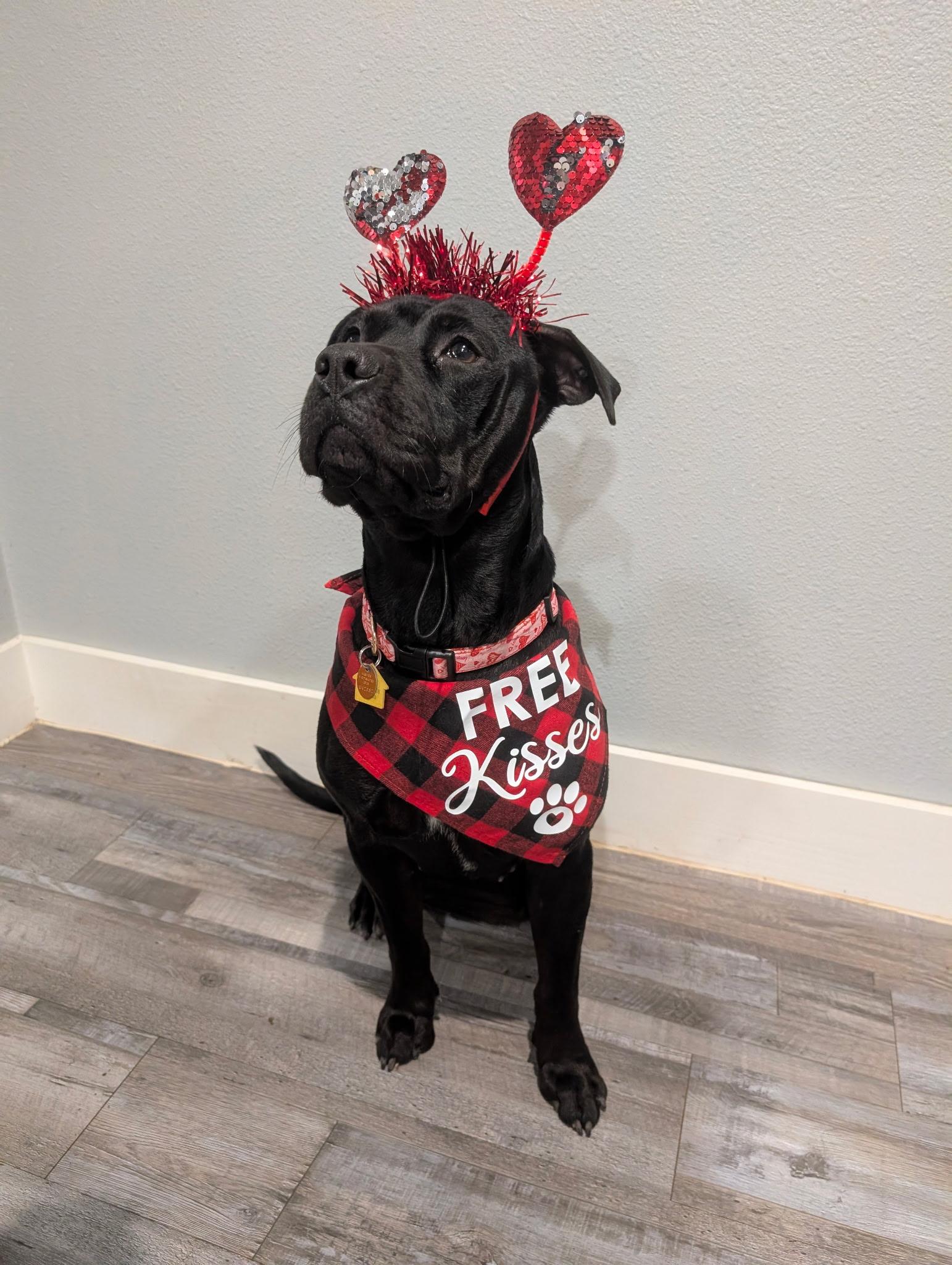 Enlarge Holly , a ADOPTABLE mixed breed in Garland, TX image 5/6