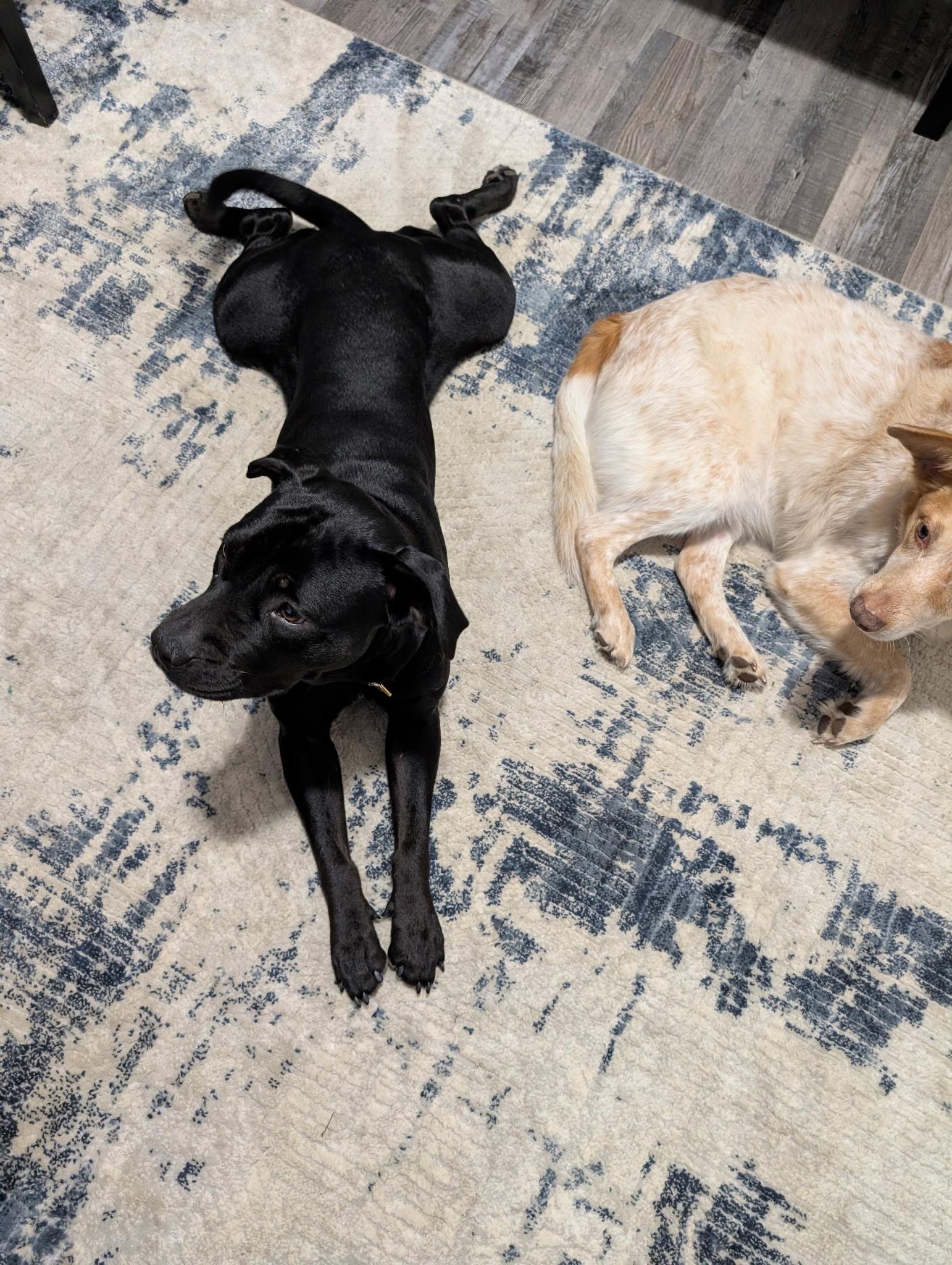 Enlarge Holly , a ADOPTABLE mixed breed in Garland, TX image 3/6