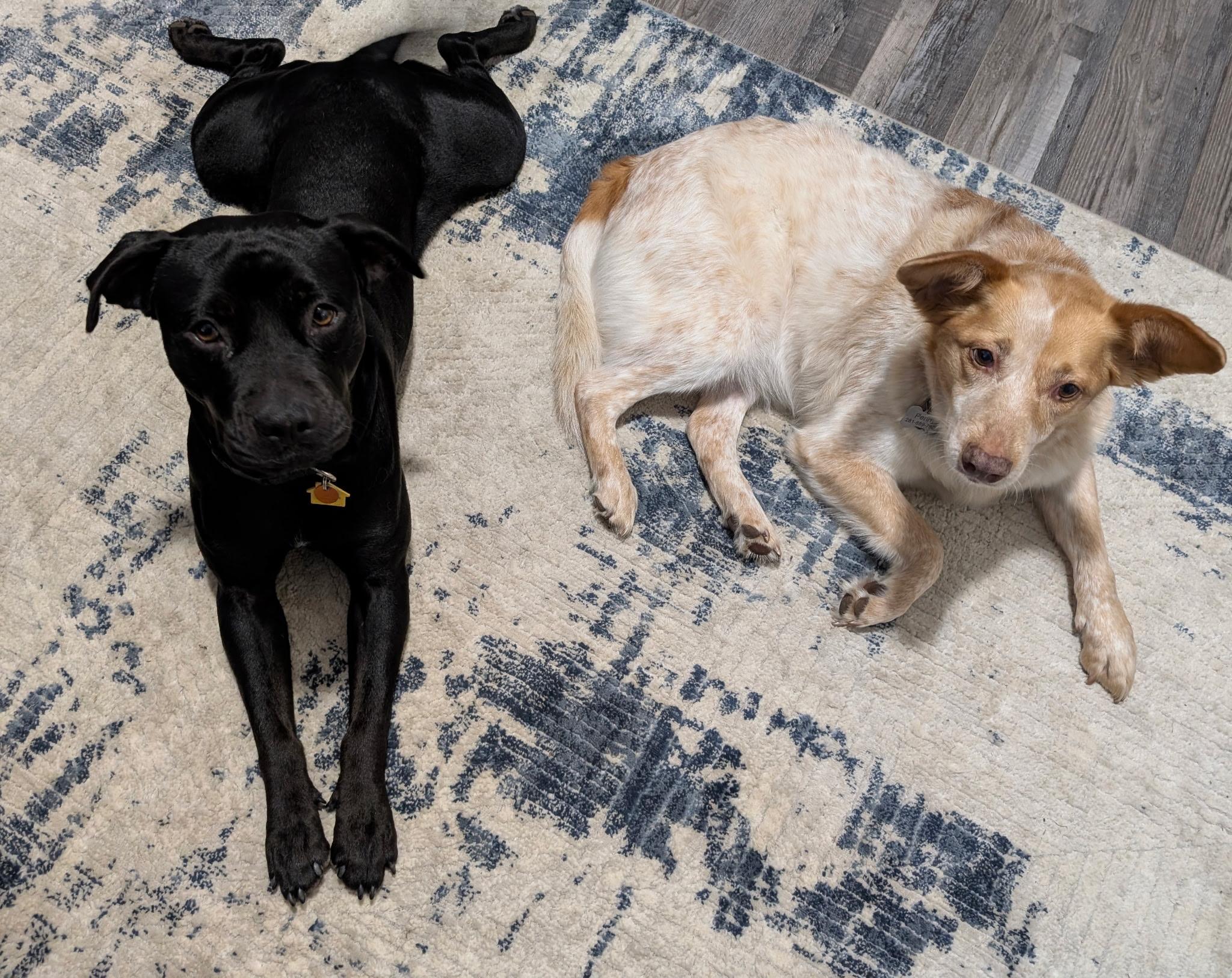 Enlarge Holly , a ADOPTABLE mixed breed in Garland, TX image 2/6