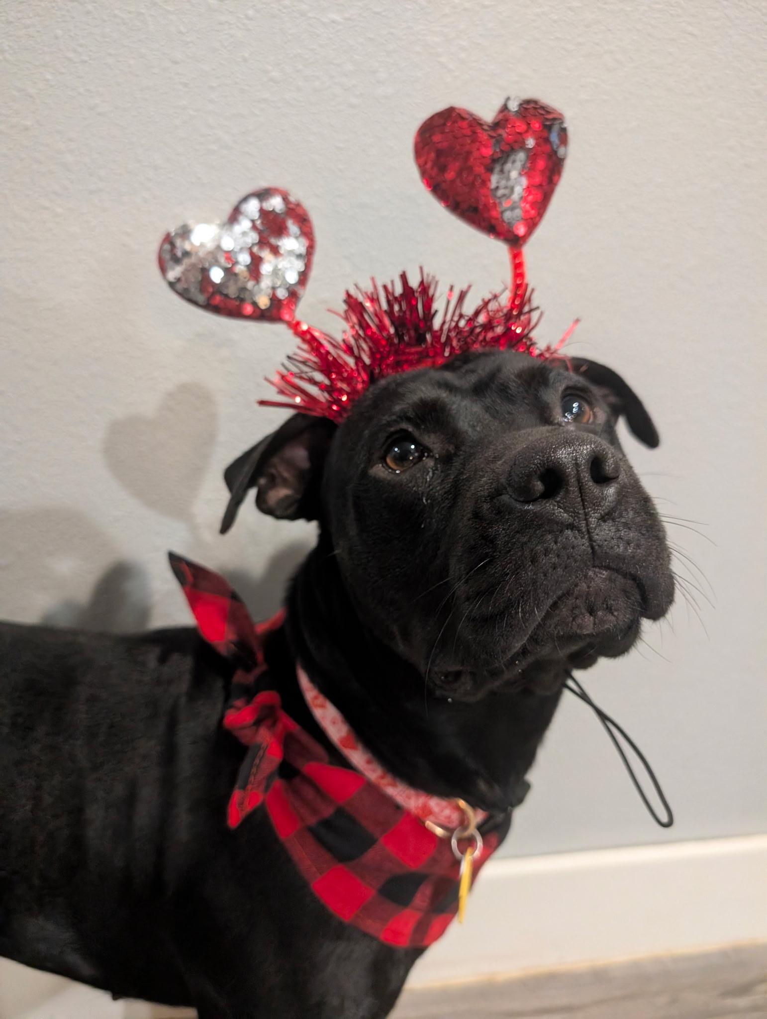 Enlarge Holly , a ADOPTABLE mixed breed in Garland, TX image 4/6