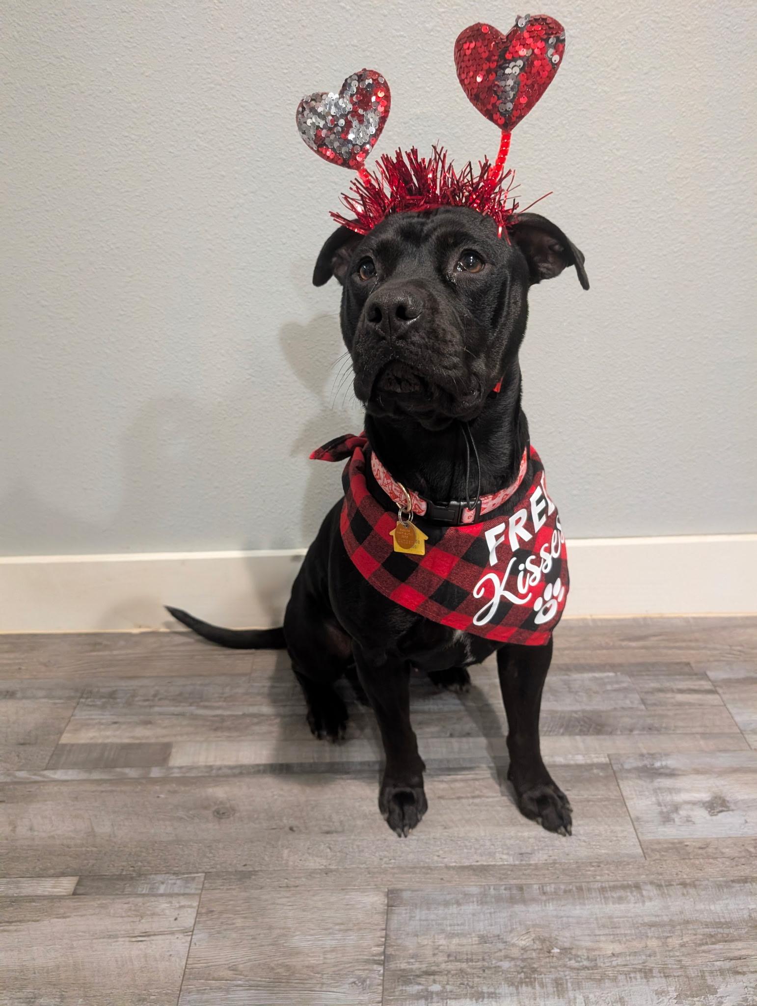 Enlarge Holly , a ADOPTABLE mixed breed in Garland, TX image 6/6