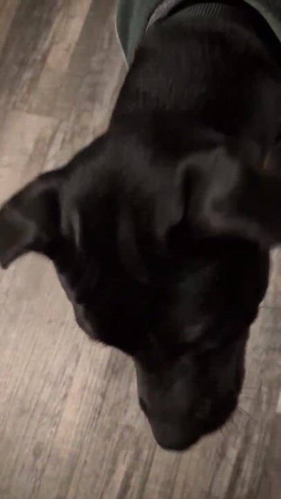 Enlarge Holly , a ADOPTABLE mixed breed in Garland, TX video 1/6