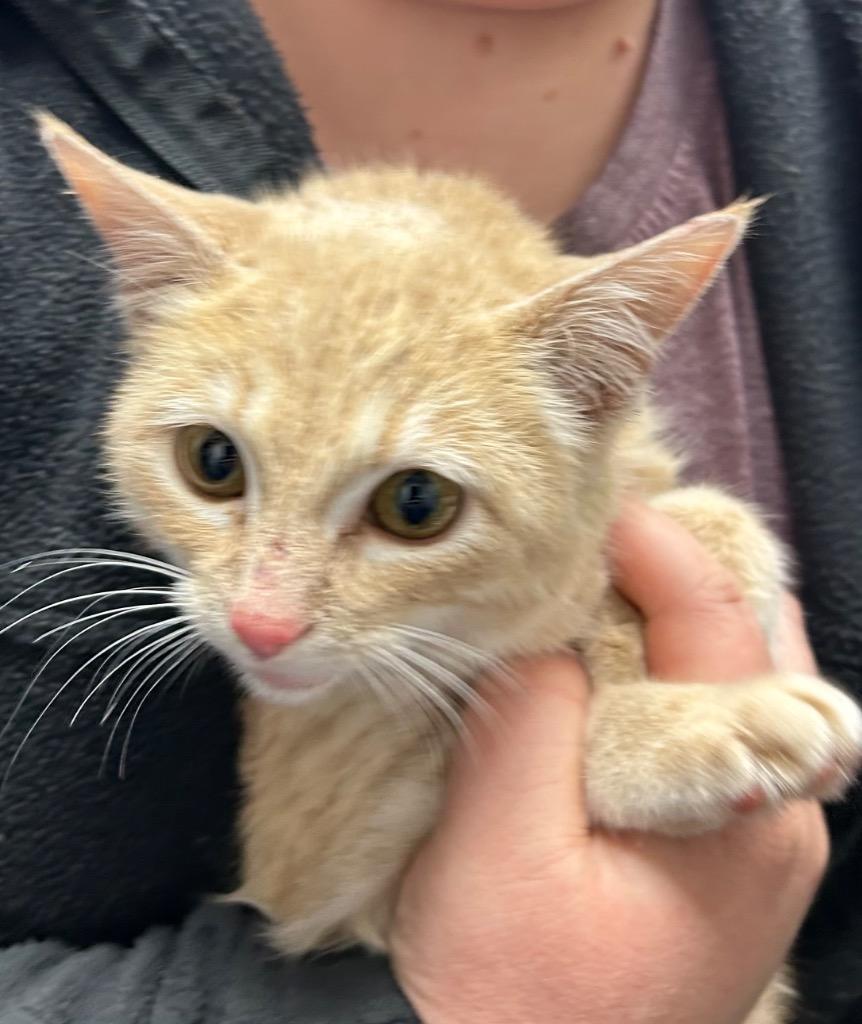 Addison, Adoptable, Kitten Female Domestic Short Hair.