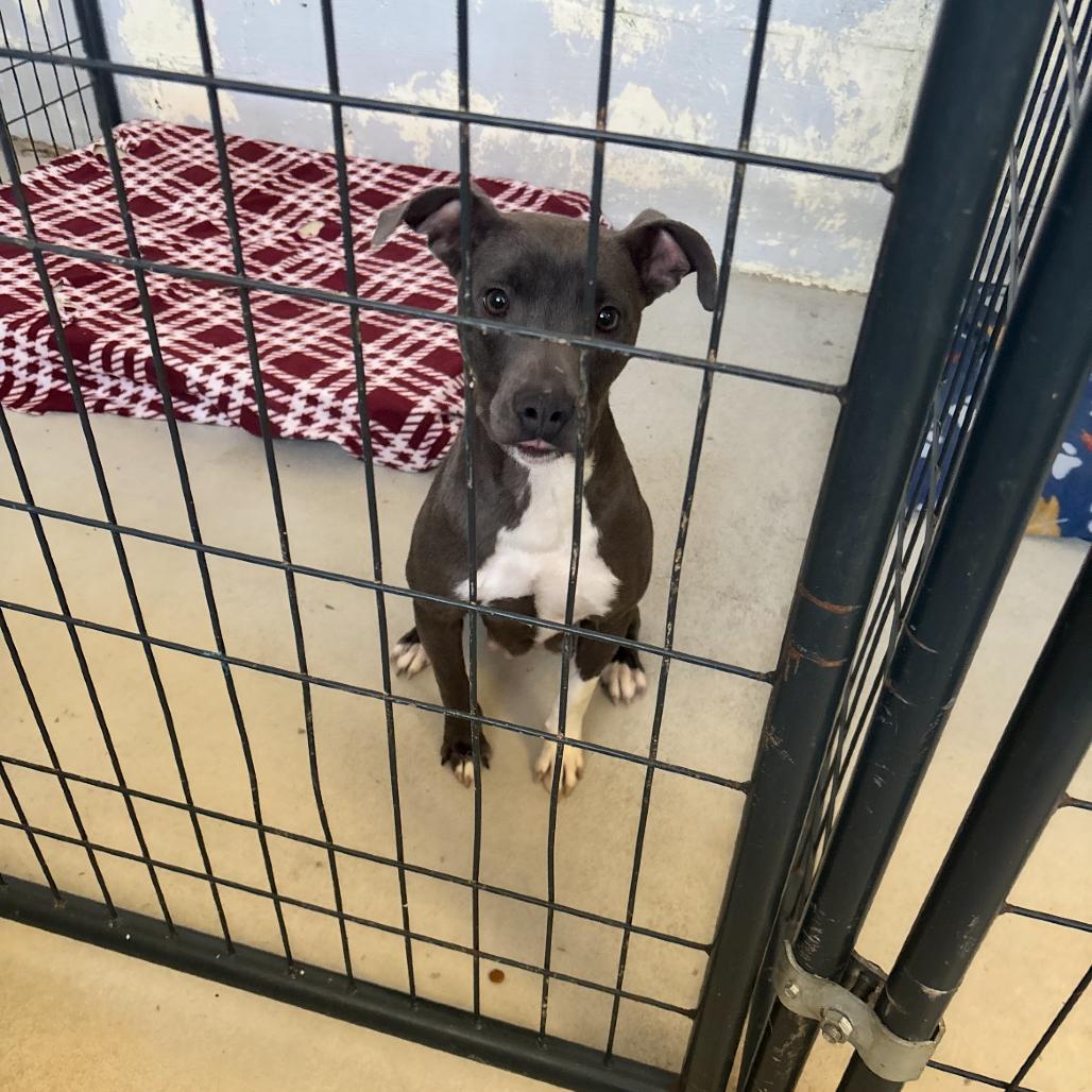 Enlarge Madison, a Adoptable mixed breed in Clanton, AL image 1/2