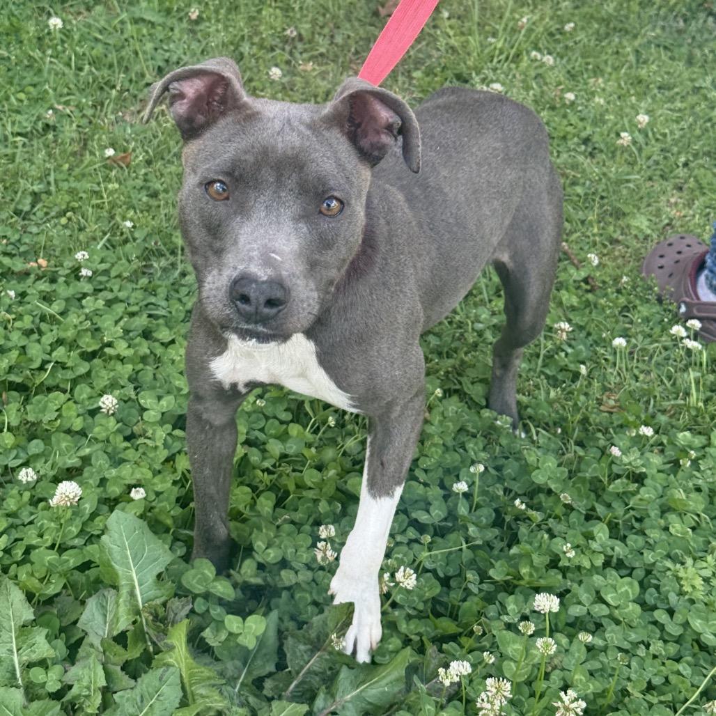 Enlarge Madison, a Adoptable mixed breed in Clanton, AL image 2/2