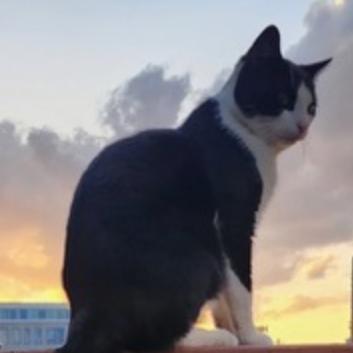 Enlarge Ace Rutland, a Adoptable Domestic Short Hair in Merrifield, VA image 1/2