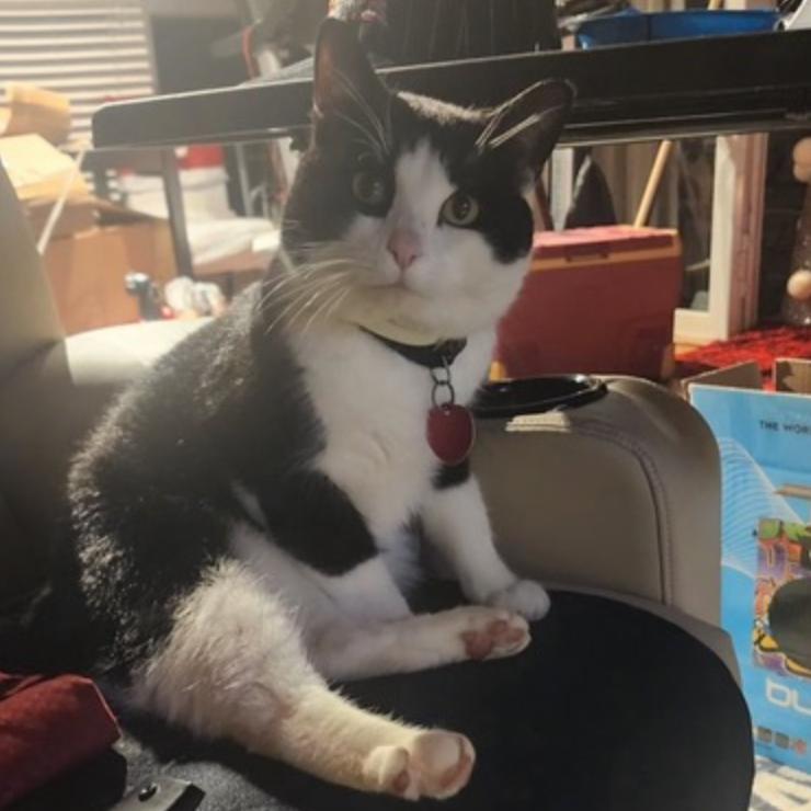 Enlarge Ace Rutland, a Adoptable Domestic Short Hair in Merrifield, VA image 2/2