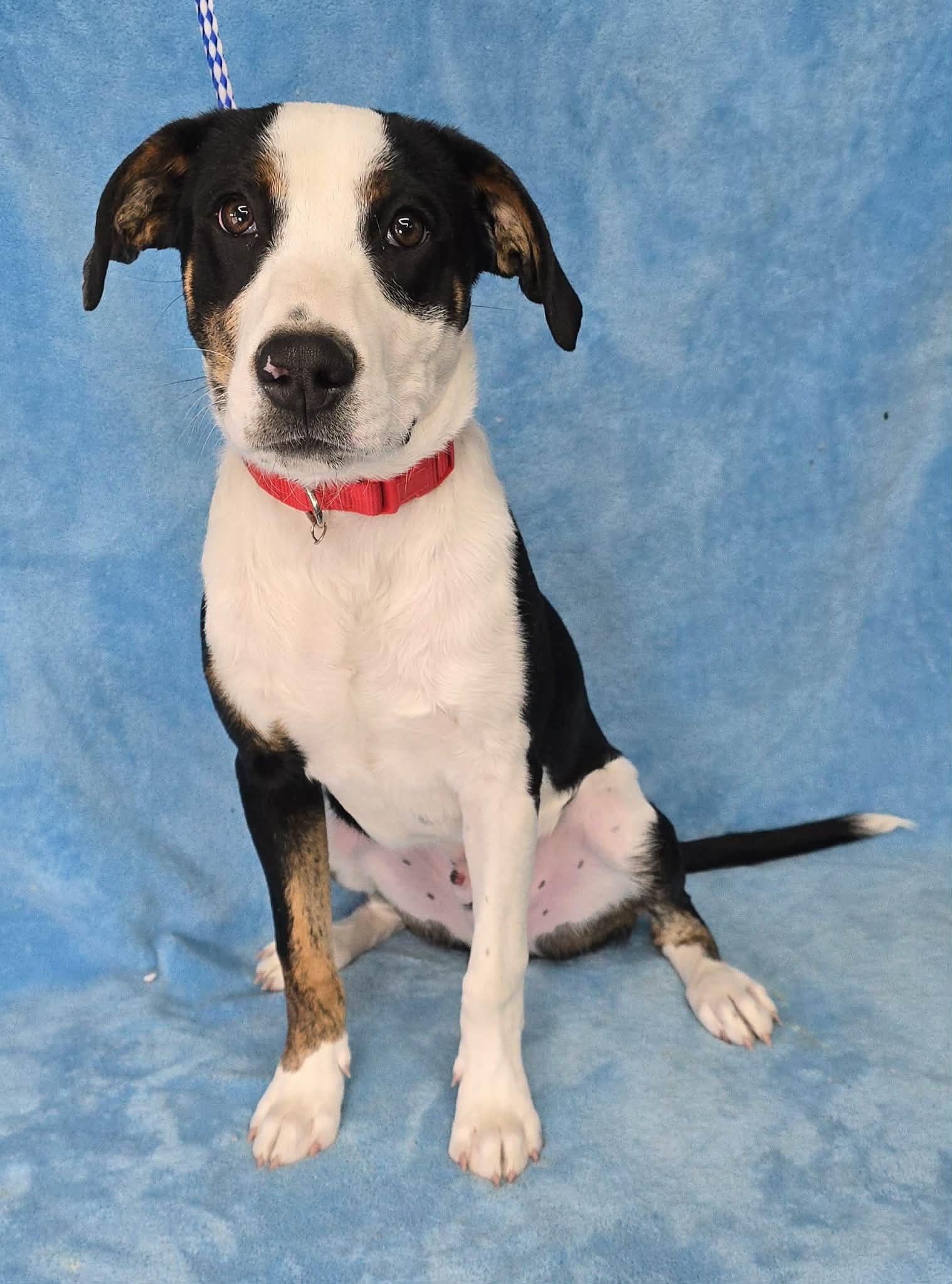 Kylar, a ADOPTABLE mixed breed in Newport, TN image 4/4