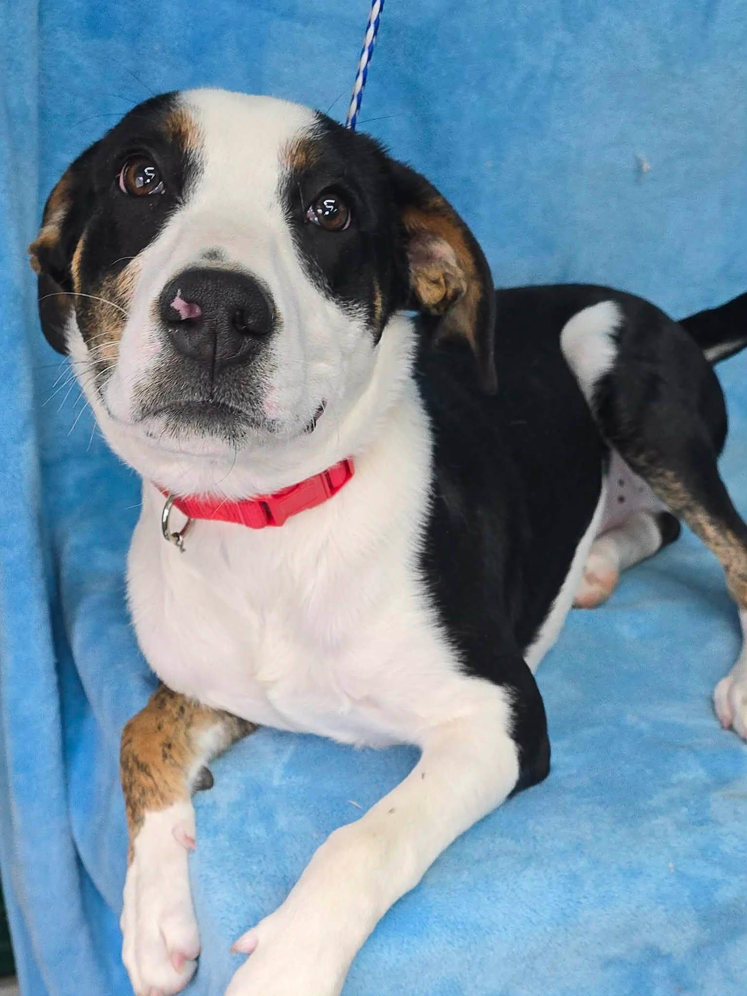 Kylar, a ADOPTABLE mixed breed in Newport, TN image 3/4