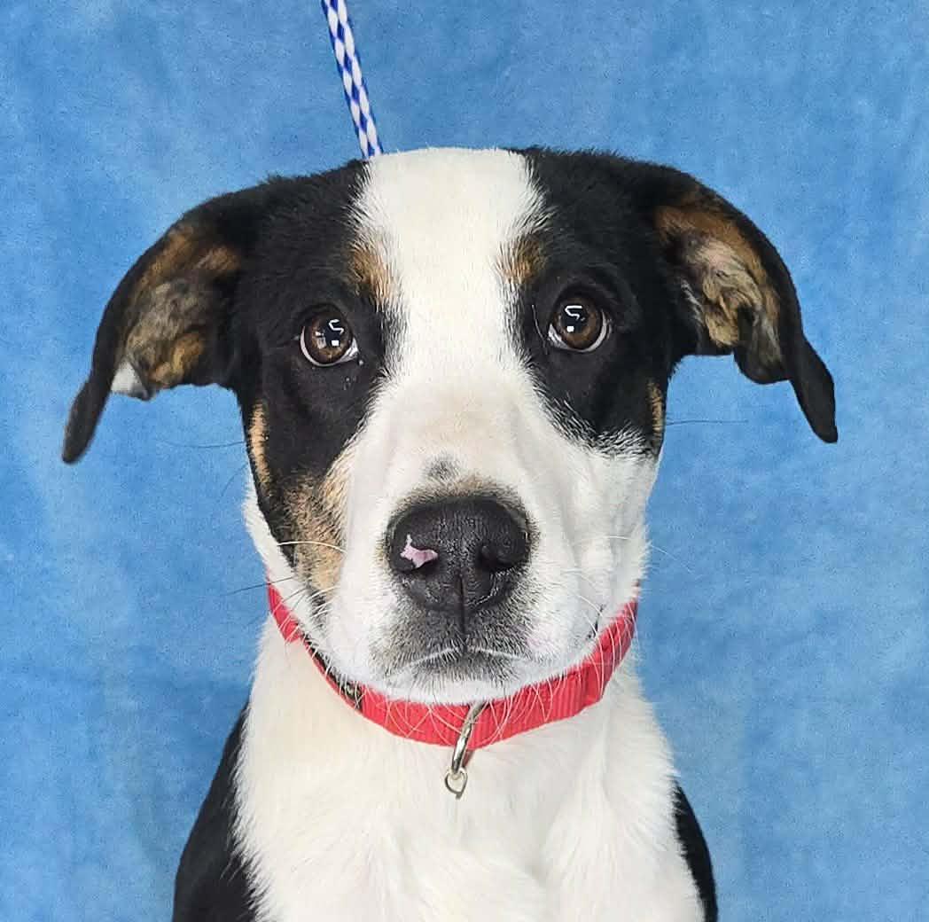 Kylar, a ADOPTABLE mixed breed in Newport, TN image 1/4