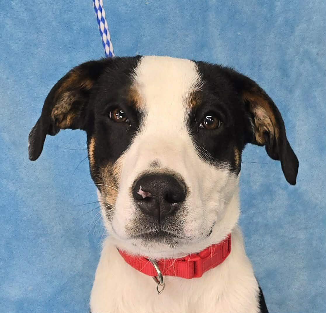 Kylar, a ADOPTABLE mixed breed in Newport, TN image 2/4