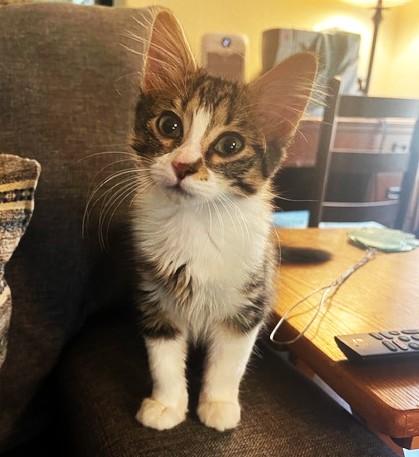 Enlarge Mariposa (SH), an adopted American Wirehair in Schertz, TX image 2/3