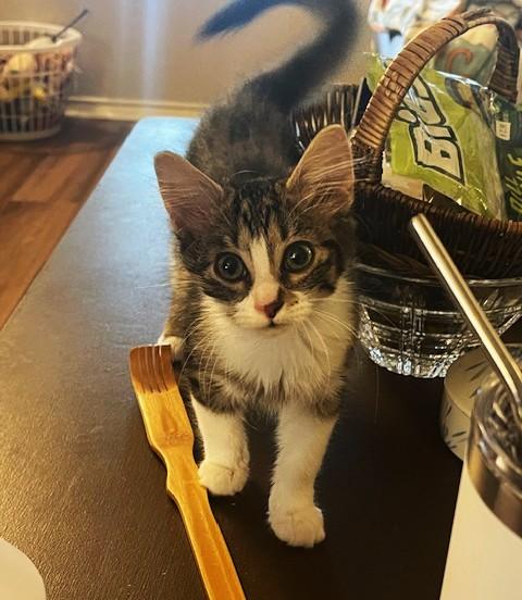 Enlarge Mariposa (SH), an adopted American Wirehair in Schertz, TX image 3/3