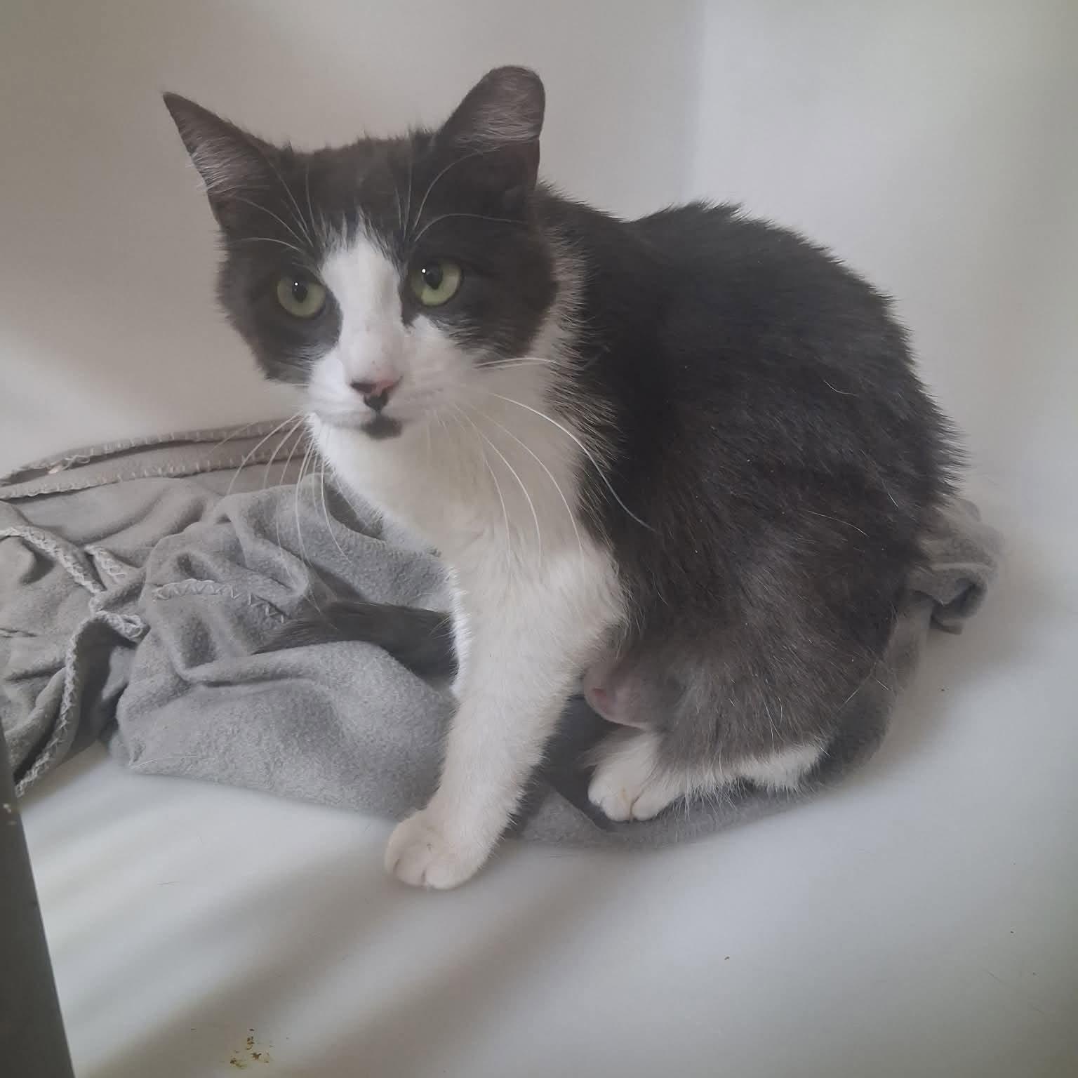 Indra, a Adoptable Domestic Short Hair in Roosevelt, UT image 3/3