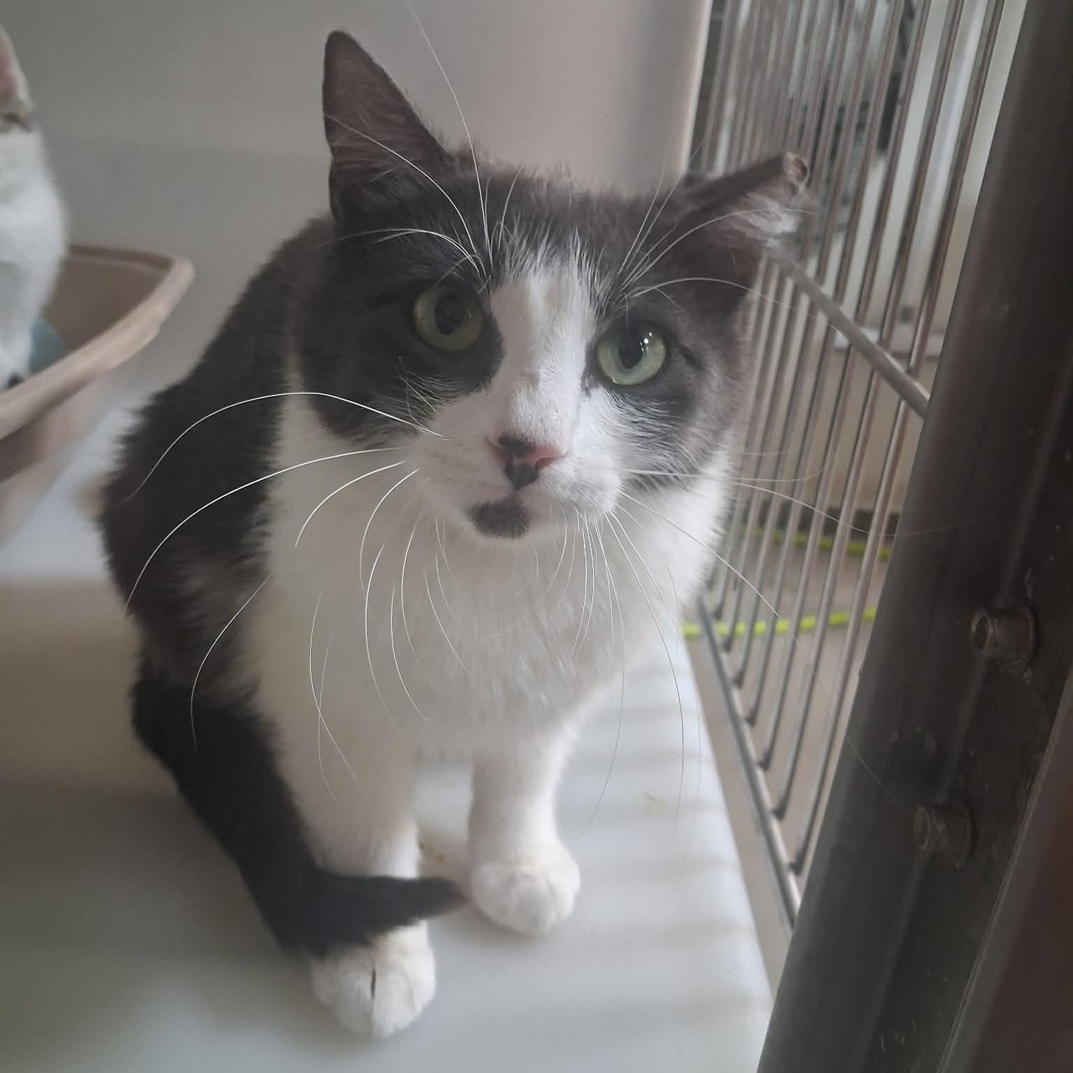 Indra, Adoptable, Adult Female Domestic Short Hair.